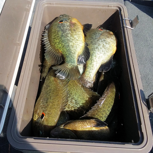 Kentucky Lake Fishing