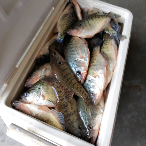 Kentucky Lake Fishing