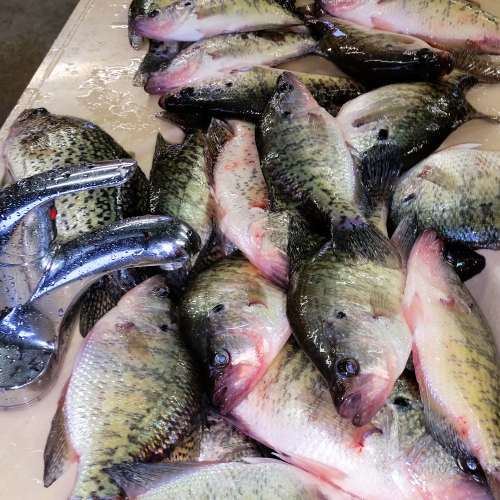 Kentucky Lake Fishing